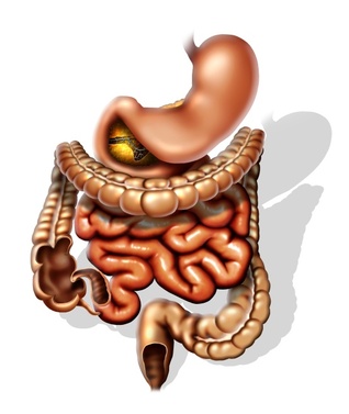 Intestino